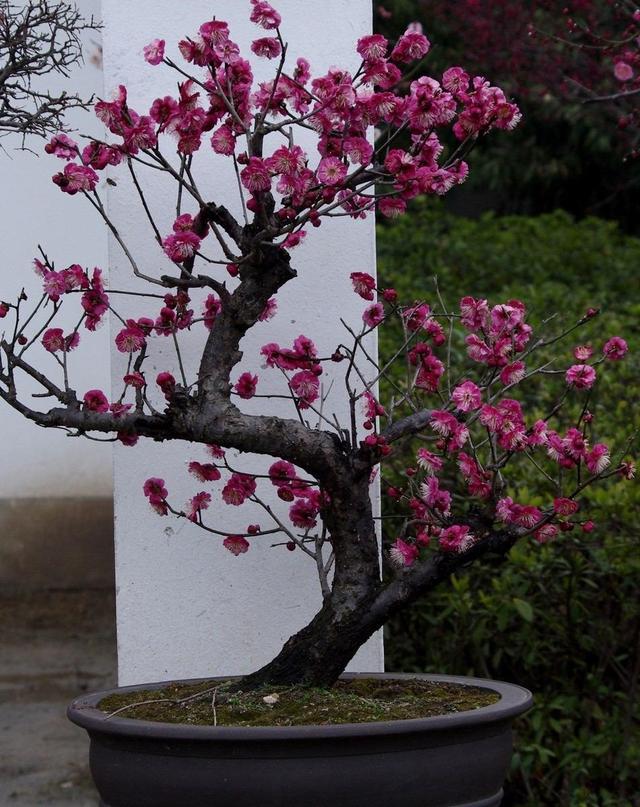 梅花养成盆景一点也不难，做好平日管理，造型俊美枝头都是花