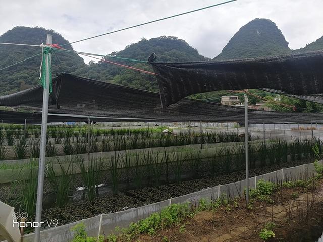 封闭小山村巨人稻下养殖青蛙