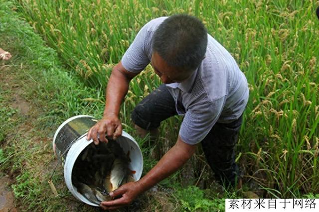 有人说稻田养鱼是骗局，真实情况如何？看山区农民怎么做