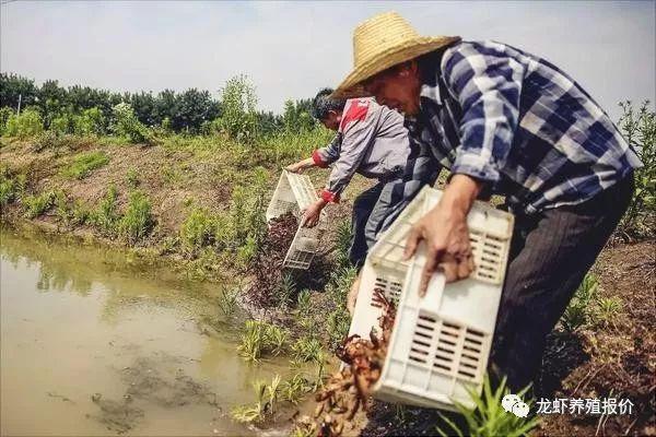 养小龙虾一亩成本及利润是多少.