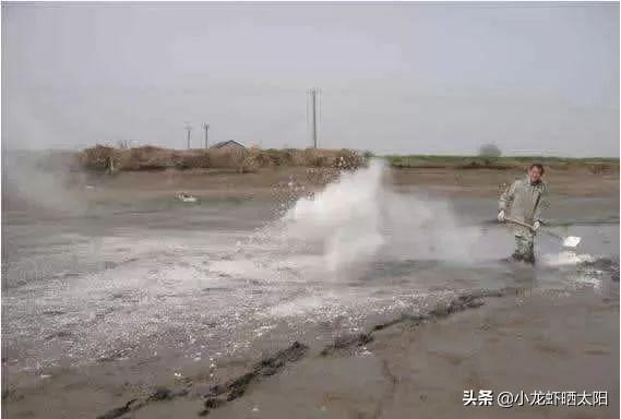 夏季高温虾田水质有机物过多污染严重，你可以选择水葫芦来吸污