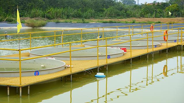 淡水鲈鱼不知道怎么养？工厂化循环水养殖技术分享