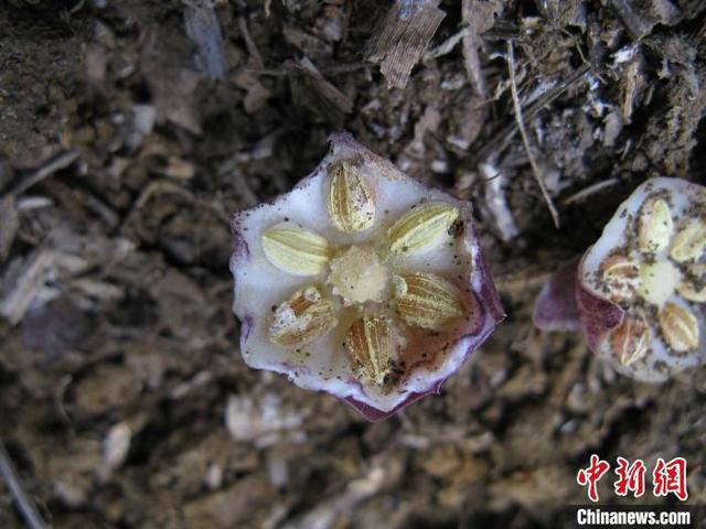 广西发现植物新种“卵药蜘蛛抱蛋”