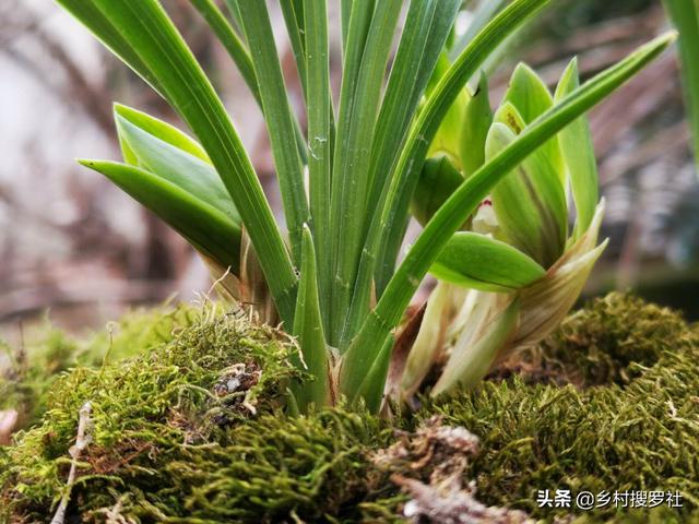 养好春兰关键的一点，很多人不知道，在种植时已决定了