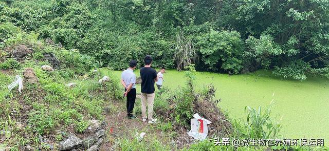 养殖废水流入到小沟渠中导致污染后用微生物技术的快速处理技术