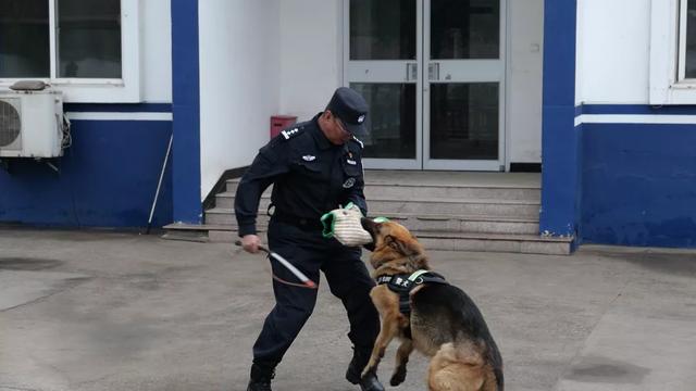 在火车站看到的警犬是从哪里来的？