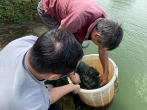 水库养殖什么最挣钱(江门鹤山：“虾”中有黄金桃源蟠光村养殖澳洲蓝龙虾年收入300万元)