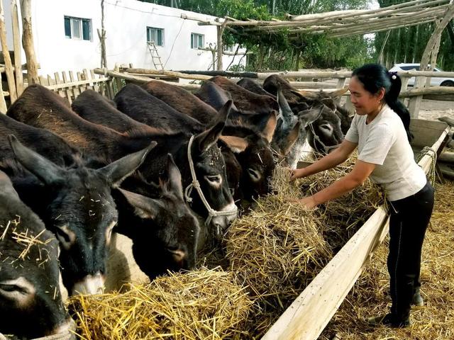 新疆库车县：毛驴特色养殖 拓宽村民致富路