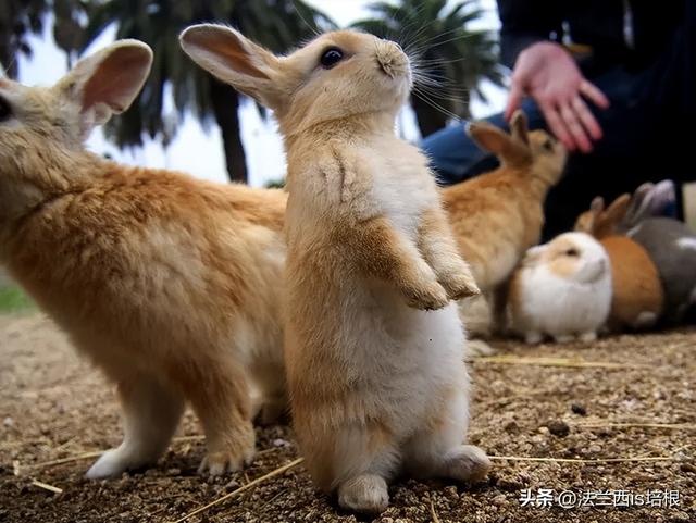 绍兴3男子猎野兔被抓，1年生30只幼崽的兔子，难道还要保护？