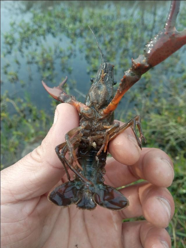 辟谣：小龙虾冬季是冻死的！这种说法不全面，还有其他花样死法