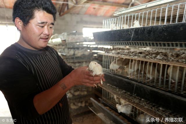 青年种鹌鹑的饲养管理，鹌鹑蛋消费市场较鸡蛋平稳