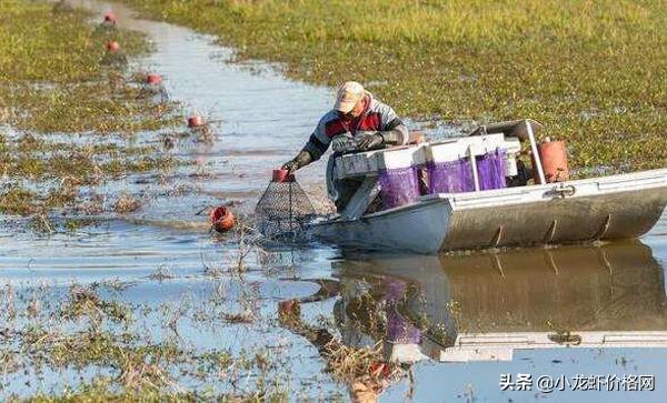 价格过低靠数量取胜？高密度养殖小龙虾难点攻略来了...