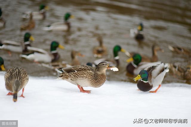 鸭子的饲养：养鸭子原来也是有风险的，你注意到了吗？