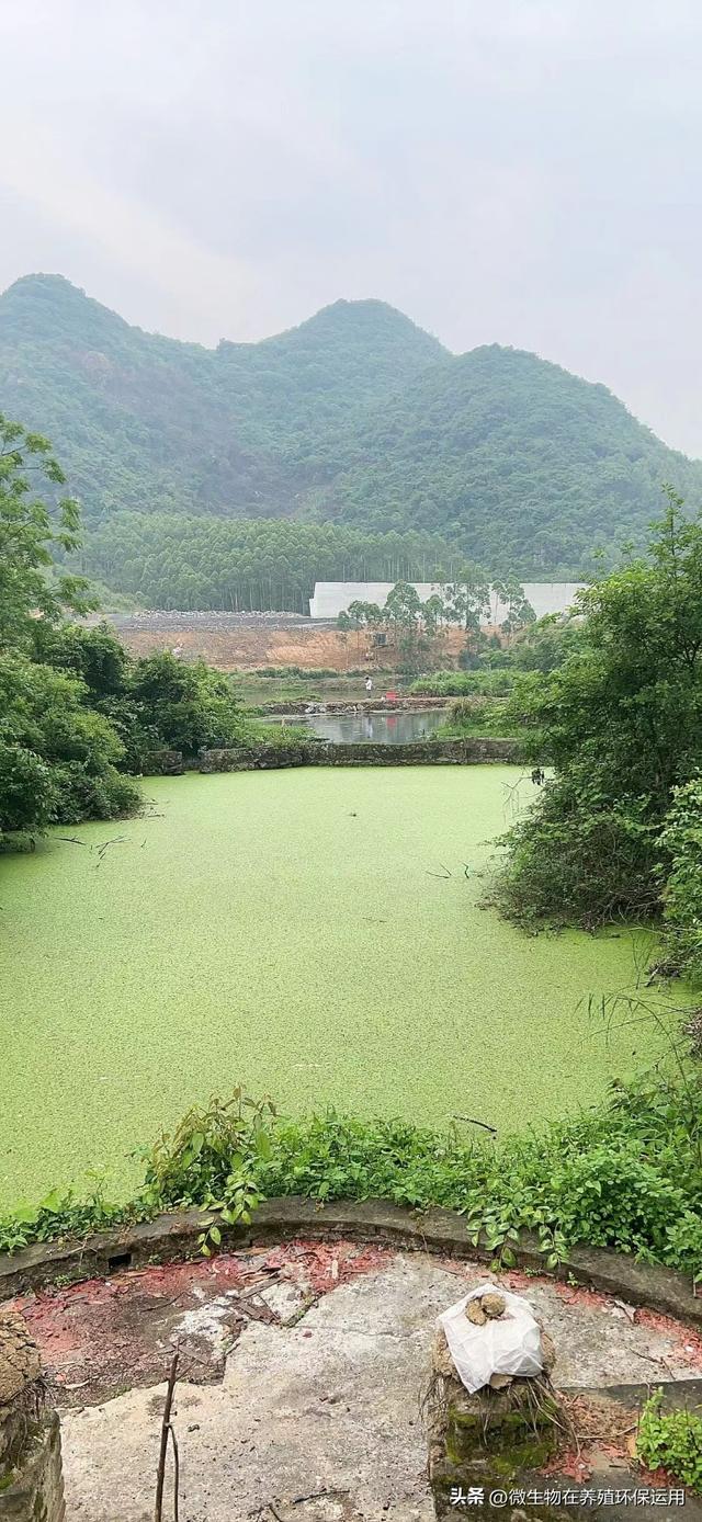 养殖废水流入到小沟渠中导致污染后用微生物技术的快速处理技术