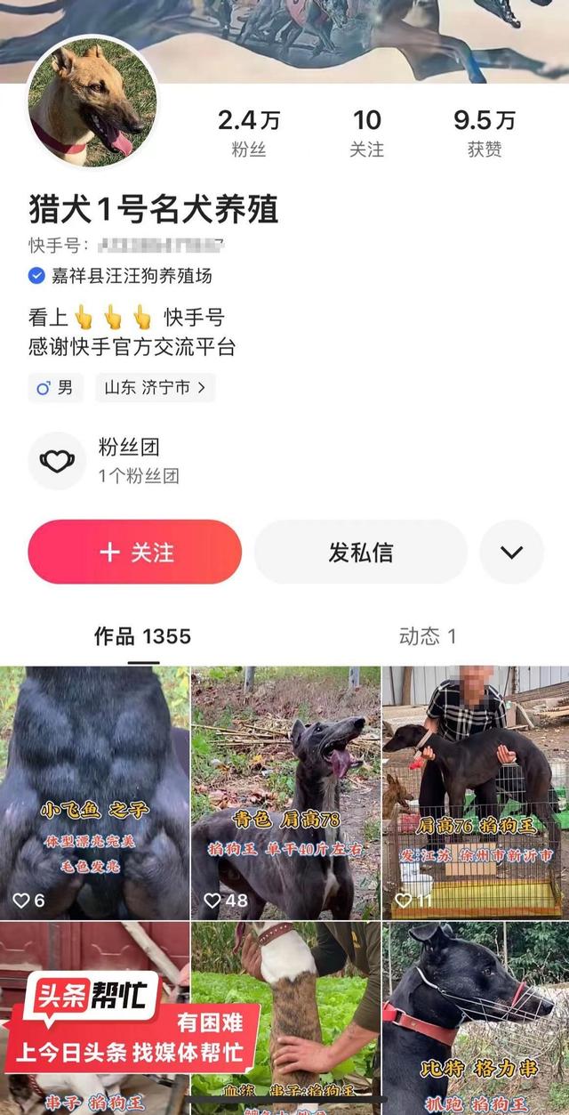 晨意帮忙丨男子花近3千网购格力犬到货后死亡，卖家涉嫌假冒资质，多方回应