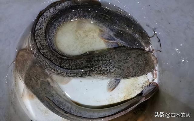 革胡子鲶鱼的生物性特性与养殖技术