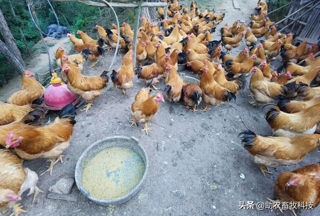 发酵饲料养鸡，鸡场不臭鸡肉香，降本增效（含肉鸡蛋鸡配方）