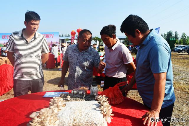 羊肚菌价格“接地气”，和炒作失败无关，农业科研团队功不可没