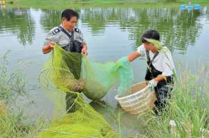 养殖淡水虾要多少资金(最高亩产突破千斤湖北枝江对虾养殖户又卖虾了收购商抢着装)