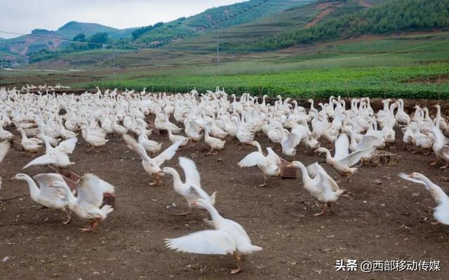 云南鲁甸水磨滴水村的鹅鹅鹅重点销售云贵川