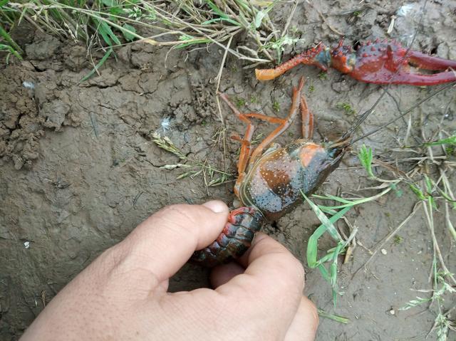 辟谣：小龙虾冬季是冻死的！这种说法不全面，还有其他花样死法