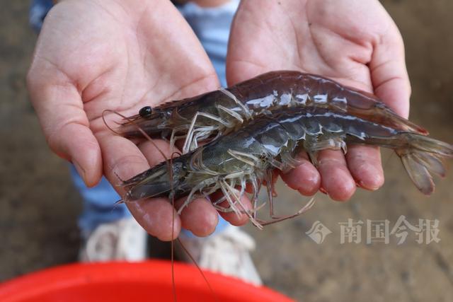 好消息！柳产高端“海鲜”“河鲜”陆续上市