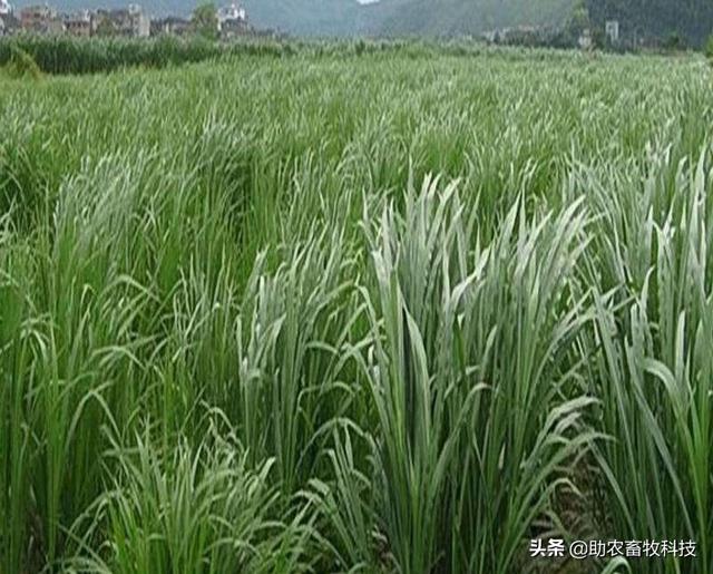 南方草鱼养殖种植什么牧草好？实用操作技术值得你收藏