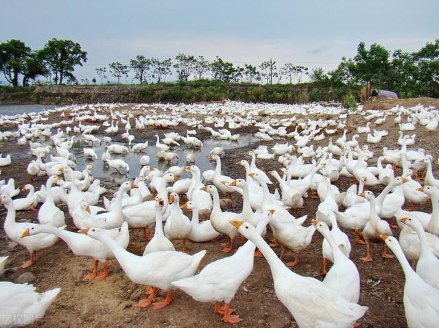 项目资讯：河南南阳“57项”获批项目，精准来袭，抓住收获商机