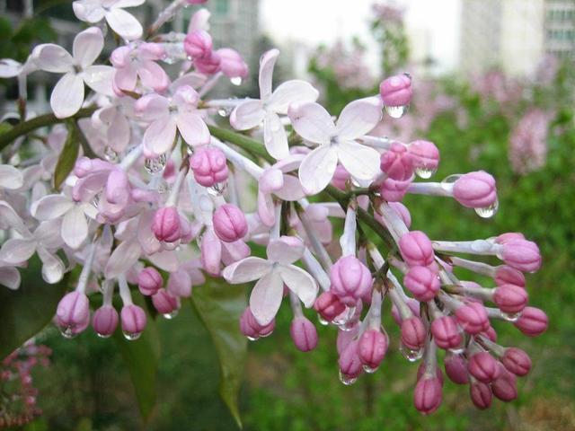 诗情画意的丁香花，养在家里品味高，淡淡花香久久不断