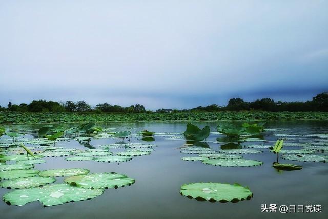 湖北荆州四湖：洪湖、长湖、三湖、白鹭湖