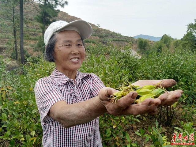 石头缝里种药材 荒山长满“金栀子”