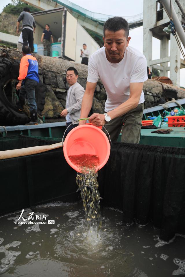 浙江舟山：修复东海野生大黄鱼资源 200万尾鱼苗进入野化环节