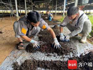 蚯蚓养殖 致富(我和我的家乡｜小蚯蚓引出大产业 海口甲子镇农户养殖蚯蚓在“环保口”致富)