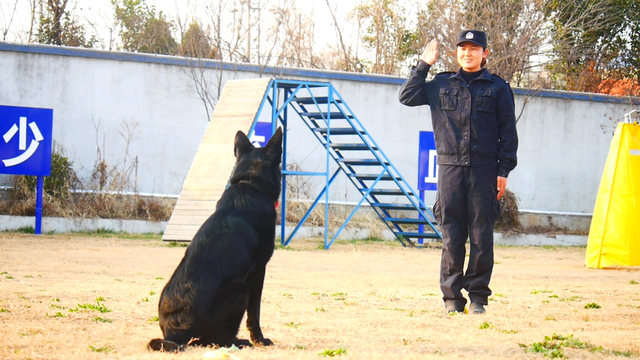 在火车站看到的警犬是从哪里来的？