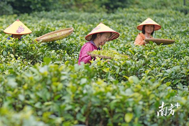 白洞茶叶：茶香五十载，见证乡村兴｜佛味鲜生