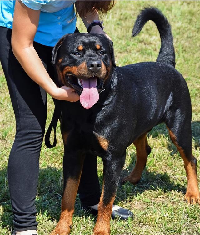 何剑波受访解答 ，如何正确看待罗威纳犬？教你如何培养友善性格！