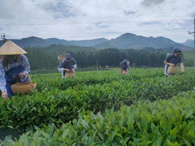 临朐县沂山风景区：“农牧旅融合”拓出一条发展之路