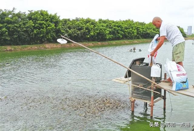 水产饲料提升效果六法，鱼虾旺长有诀窍