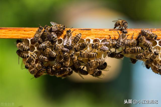 科学是第一生产力，养蜂初学者该注意哪些问题？小伙总结了这七点