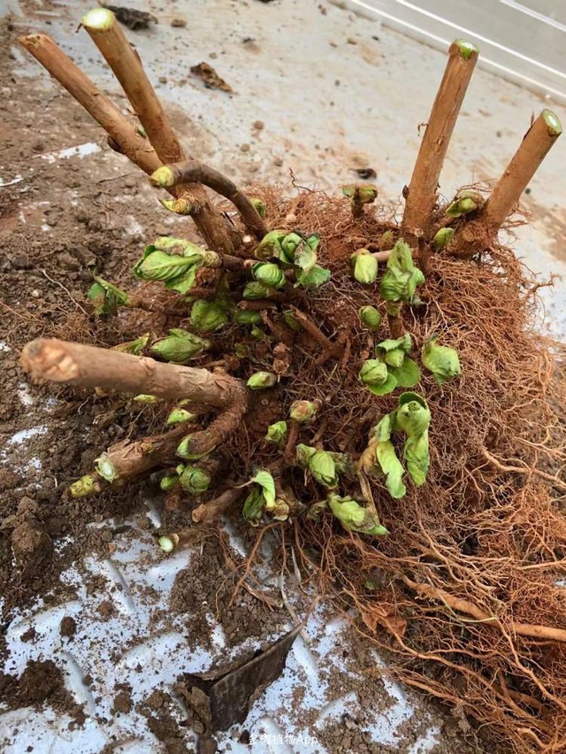 买花要小心，5种洋气花，就是“坑人花”，骗你没商量