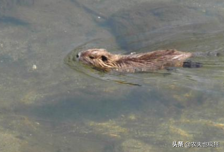 人称水老鼠，1月繁殖1次，曾是农村1大害兽，分泌物能替代麝香