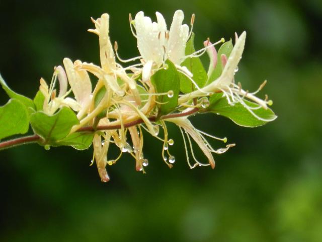 7到9月种植秋菜时，应对干旱和连雨天的播种技巧，你学会了吗？