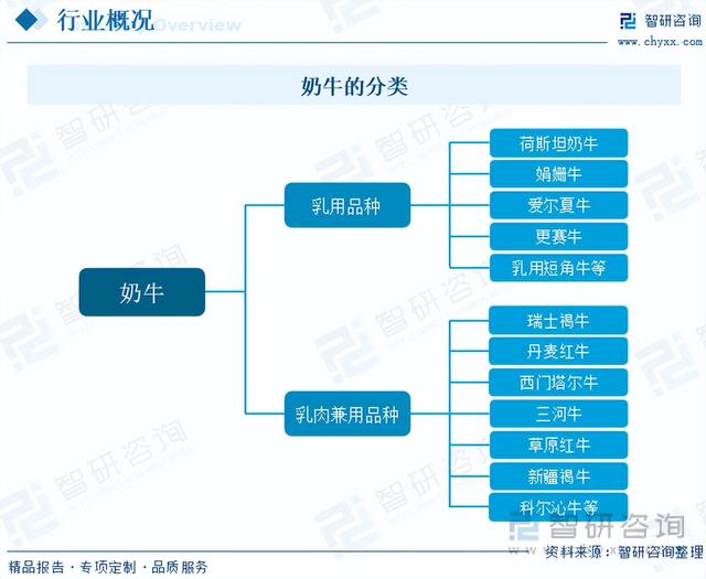 【智研咨询】2023年中国奶牛养殖行业市场研究报告