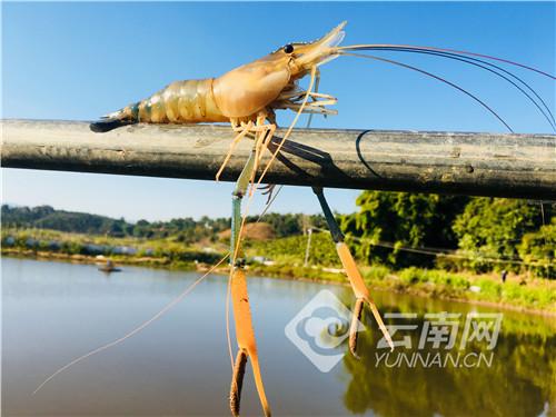 云南思茅：养殖高原生态虾 踏上幸福致富路