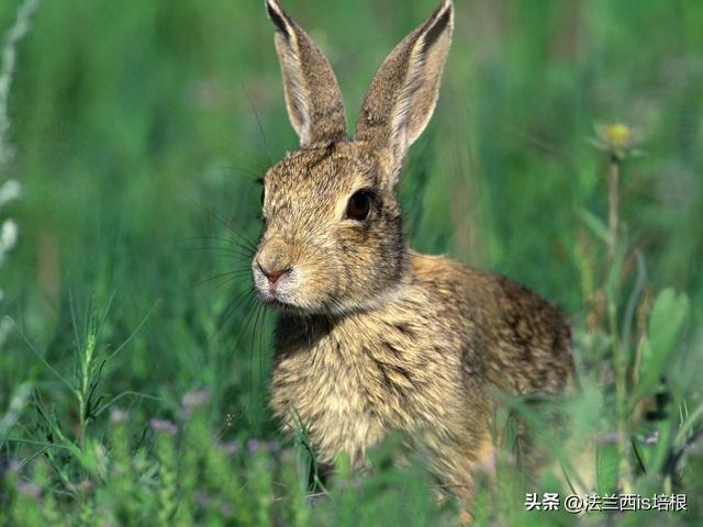 绍兴3男子猎野兔被抓，1年生30只幼崽的兔子，难道还要保护？