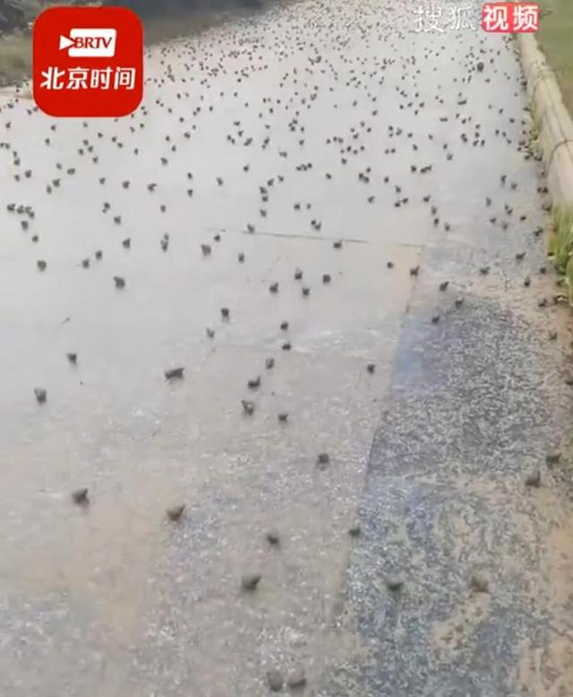 湖南惊现癞蛤蟆集体跑路，这到底是怎么回事？