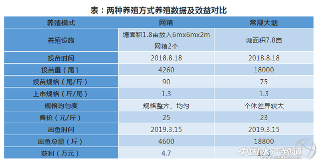 第一年用饲料养殖鳜鱼，纯赚20多万！