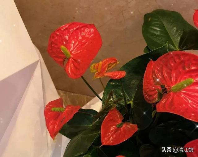 网红时尚新花卉红鹤芋，精心培植，轻松养出欲飞的“火鹤”来