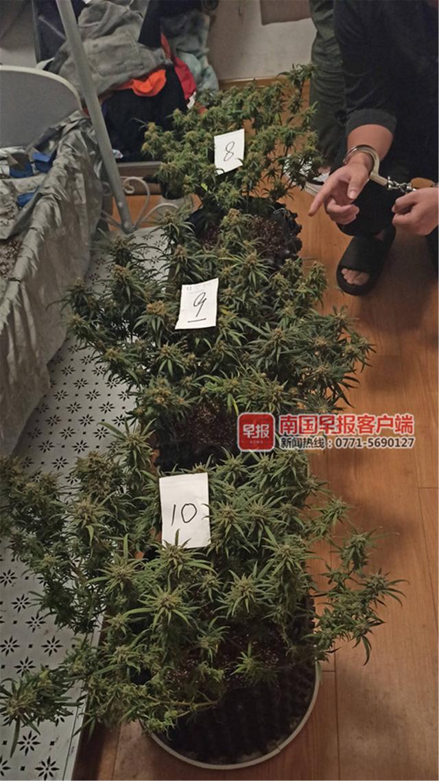 南宁两男子在卧室种植大麻，自己吸食不完还卖给他人