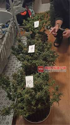 南宁市养殖场出租(南宁两男子在卧室种植大麻，自己吸食不完还卖给他人)